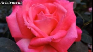 Rose Variety Names | Best Rose Variety | Names Of Roses With Pictures