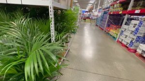 Sam’s Club Spring Sale . Garden Season 🪴, Plants, Flowers, Hostas , Peony , Clematis and more