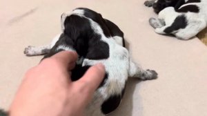 Щенки дратхар