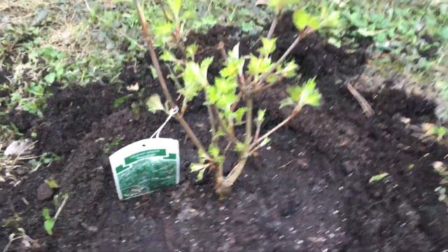 Любимая дача! Апрель 2017. Начало посадок. смотреть онлайн