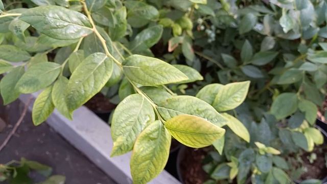 "Болезни" голубики. Что хорошо, что плохо???18 июня 2022 г. смотреть онлайн