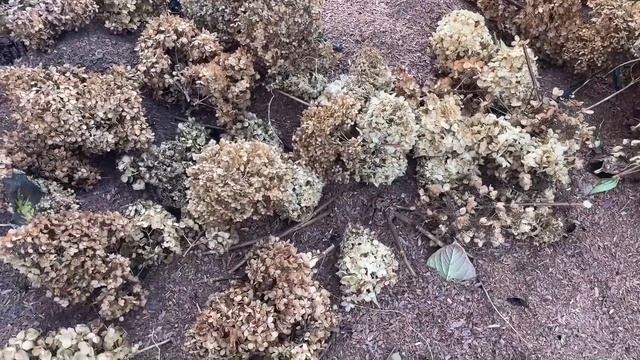 КАК СОХРАНИТЬ ТЕПЛОЛЮБИВЫЕ ГОРТЕНЗИИ ЗИМОЙ смотреть онлайн