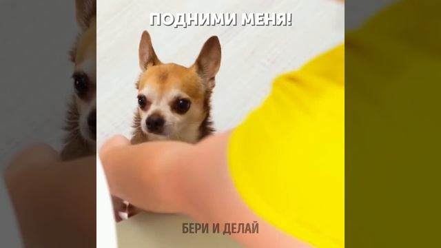 ПОТРЯСАЮЩИЕ ГАДЖЕТЫ И ЛАЙФХАКИ ДЛЯ ВАШИХ ОЧАРОВАТЕЛЬНЫХ ПИТОМЦЕВ