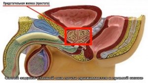 Где находится предстательная железа и как функционирует?