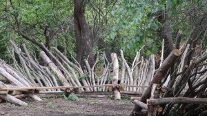 Поселок Теллермановский "ЛЕСХОЗ". Усадьба Корнаковского, "Лобное место", лиственничная аллея.