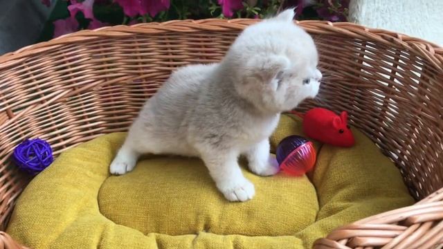 ???ЗОЛОТЫЕ КОТЯТА???БОЛЬШИЕ И МАЛЕНЬКИЕ?ЗОЛОТАЯ СЕМЬЯ???