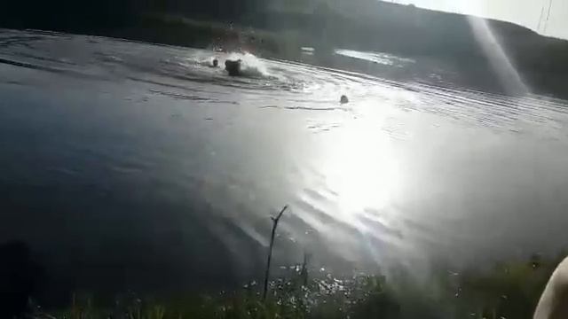 Как дебил лошадь утопил смотреть онлайн