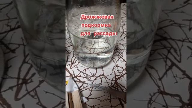 Дрожжевая подкормка для стимуляции роста рассады смотреть онлайн