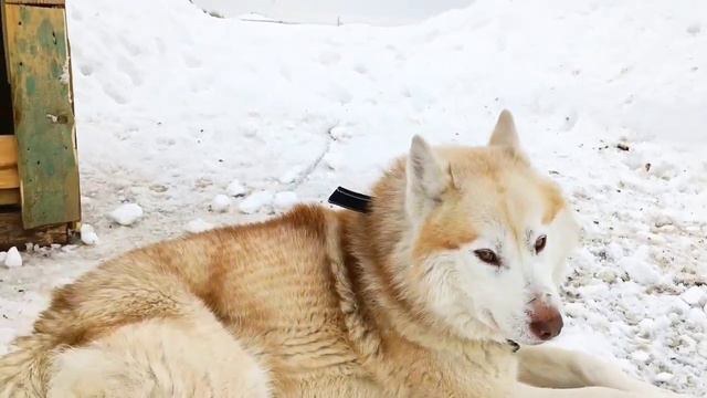 SAVE HUSKY I ХАСКИ БЕСПЛАТНО l НАЙДЕМ ЕМУ НОВУЮ СЕМЬЮ ВМЕСТЕ l HUSKY FREE смотреть онлайн