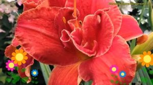 Лилейник гибридный Мозес Файе. Краткий обзор, описание характеристик hemerocallis Moses Fire