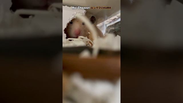 小屋で毛づくろい中のハムスターがチラ見してくる【癒し動画】日常観察