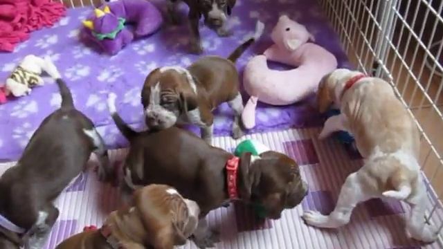Bracco Italiano puppies смотреть онлайн
