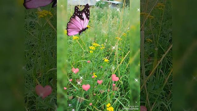 🌺 АСТРЫ, ПИЖМА, РОЗА 🌺 19 ИЮЛЯ 2024 г.🌺