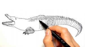 Drawing and Coloring Wild Animals - Color Pages Collection for Childrens - How to Draw Animals