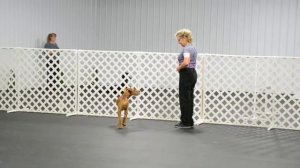 Irish Terrier In Obedience