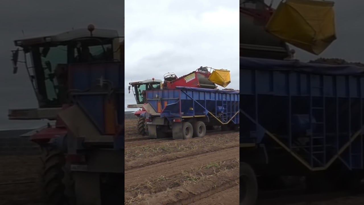 Урал на уборке картофеля! смотреть онлайн