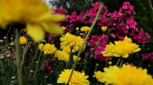 ШАРЛОТ - ПОДРУГА