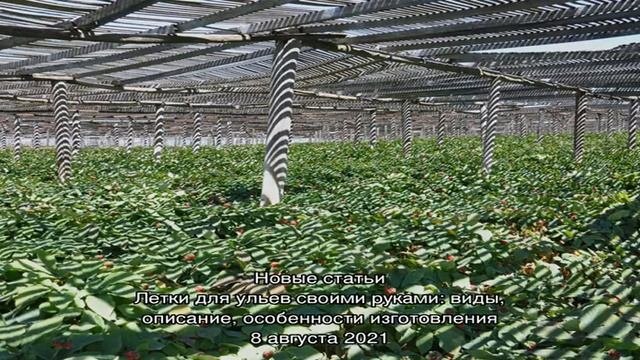 Выращивание женьшеня в саду – тонкости посадки лечебного растения