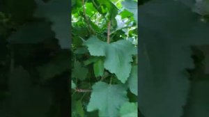 Простые "секреты" богатого урожая ягод: смородины, крыжовника, малины.