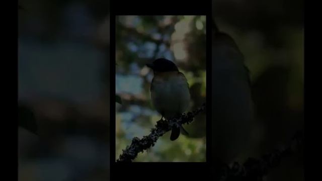 Звук природы.  Пение птиц. Горный чёрный вьюрок