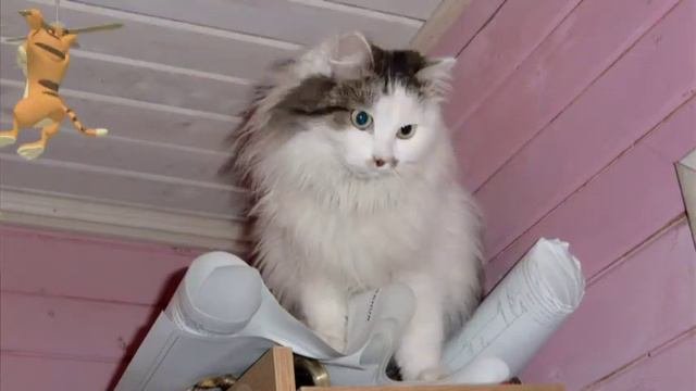 ПЕРСИДСКАЯ КОРОЛЕВА