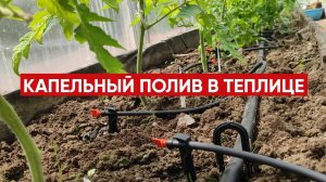 Капельный полив в теплице