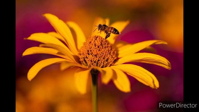 Akal mrityu ,shani grah,kul devi dosh,piter dish ,kala jadu dur krne ka mantra ,काला जादु दुर मंत्र смотреть онлайн