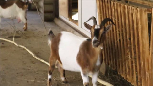 Камерунские козы и овечки 20.10.2021 смотреть онлайн