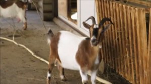 Камерунские козы и овечки 20.10.2021
