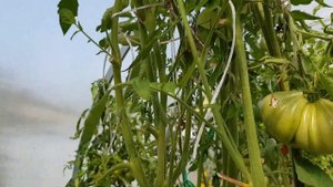 Сорт Красный кошелек - находка 2022года