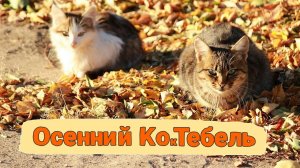 КОКТЕБЕЛЬСКИЕ КОТЫ ПОРАДОВАЛИ (ЗВЕЗДОПАД ВОСПОМИНАНИЙ)