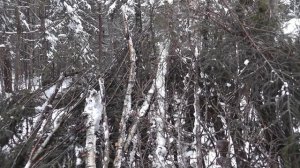 Строим укрытие. Ночевка зимой в лесу. Лыжный поход 2018