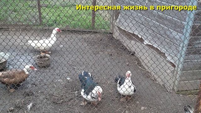 Утки зажирели??!/закупка продуктов/что сегодня садим/вкусный ужин/жизнь в деревне/влог