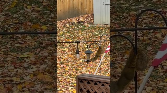 American squirrel on a bird feeder. Американская белка на птичьей кормушке.