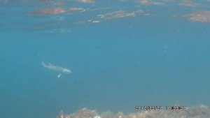 Подводная охота, Черное море Крым, Пеленгас 27.05.2012 arsi@охота.