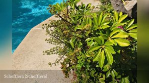 18 Best Plants For Swimming Pool Landscaping 🛋️