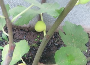 ИНЖИР в Саратове Сентябрь 2021