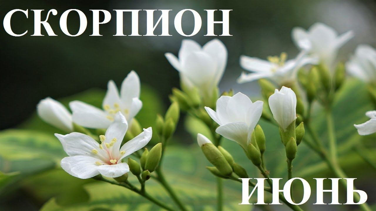 СКОРПИОН ИЮНЬ ТАРО ГОРОСКОП ОТ ЛИС ФИЗАЛИС