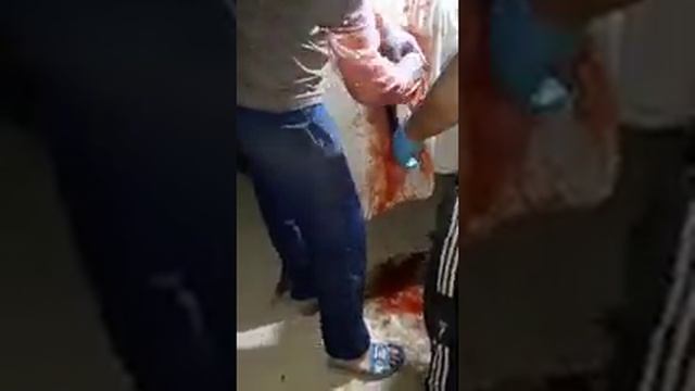 кесарево корова