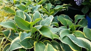 Hosta First Frost - a premium perennial that is one of our favorites