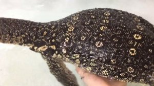 Водяной варан купается в ванне