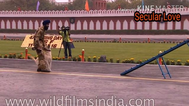 Why doberman not use as sniffer Dog ??// police like Labrador for this work why ?? смотреть онлайн