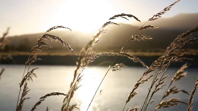 Inspirational Wind Riverside Sound | Calm Music | 1 Hour смотреть онлайн