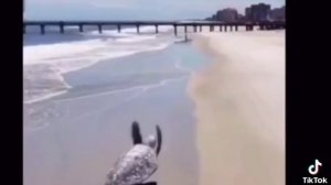 Летающая черепаха?