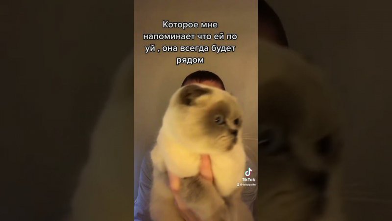 Когда хочешь побыть один … #кошка