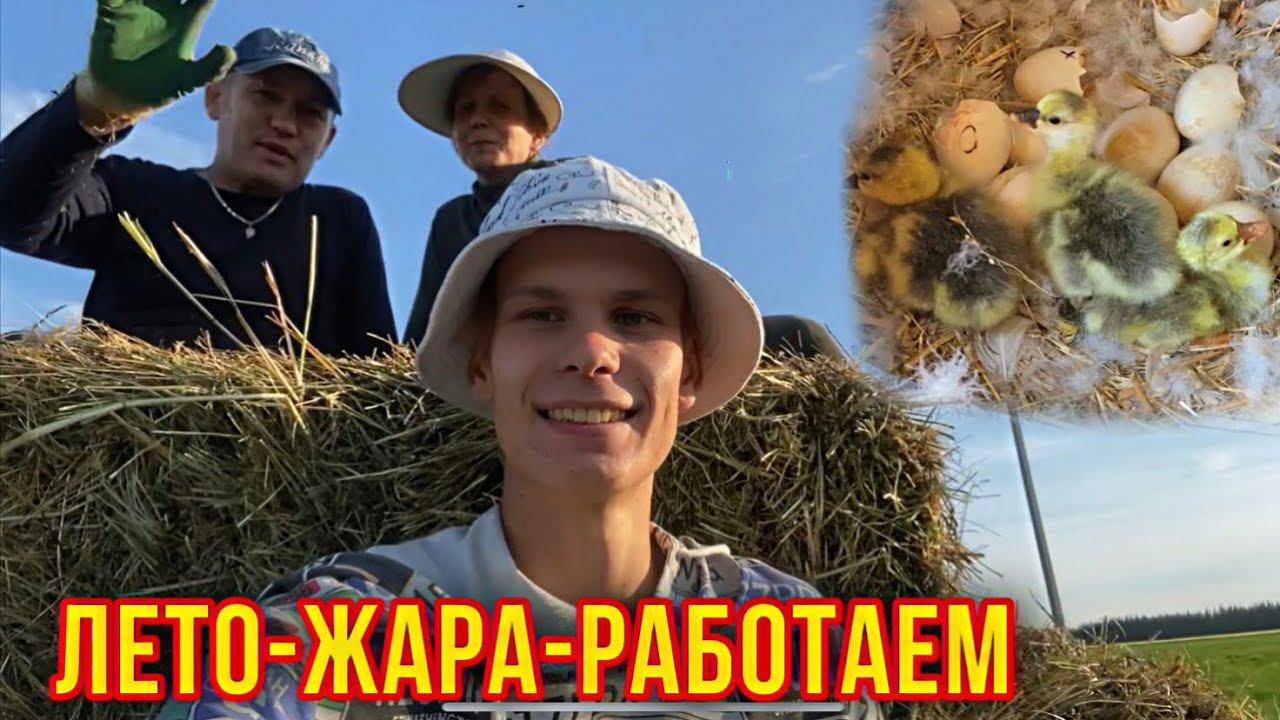 Пора Сенокоса Неожиданные пополненияПородистые цыплята, Утята,Гусята,Кролики.Ждём ещё пополнения смотреть онлайн