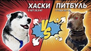 Питбуль vs Хаски
