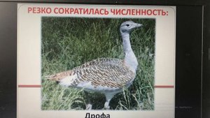 Биология 5 класс Важность охраны живого мира планеты