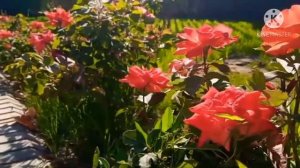 Нохияи Абдурахмони  чоми