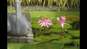 Австралия Флора и фауна.